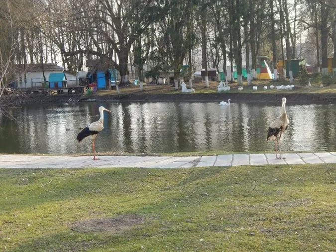 Луцький зоопарк прихистив за рік 39 тварин