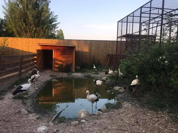 Показали «стресуючих» тварин у луцькому зоопарку під час концерту (фото)
