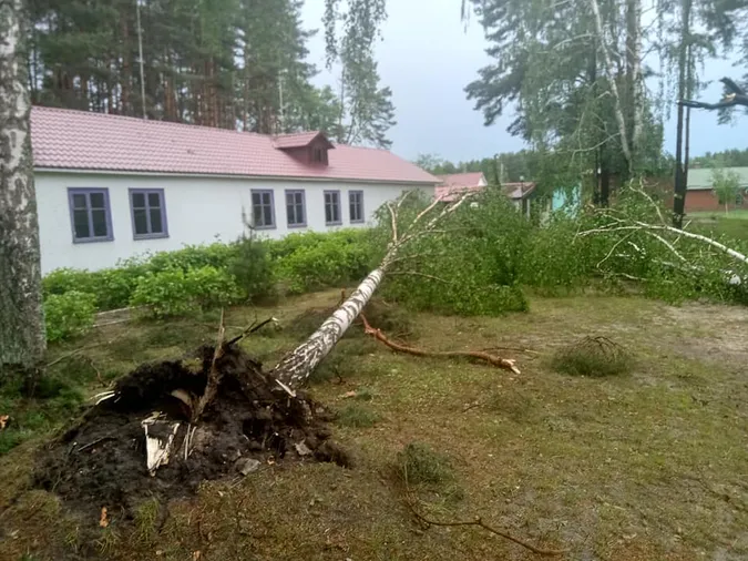 Вирвані з корінням дерева: на Світязі через буревій постраждав дитячий табір (відео)