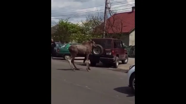 У Шацьку заблукав переляканий лось (відео)