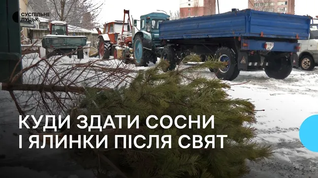 Утилізація новорічних дерев у Луцьку: куди подіти сосни і ялинки (відео)