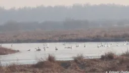 На Волині зафіксували рекордне скупчення лебедів і небезпечного хижака поруч