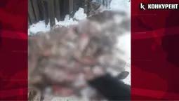 Під Луцьком голодних собак хотіли «нагодувати» рештками порубаних тварин (відео)