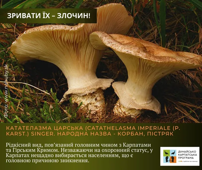 Не тільки отруйні: які гриби не можна збирати в Україні (фото)