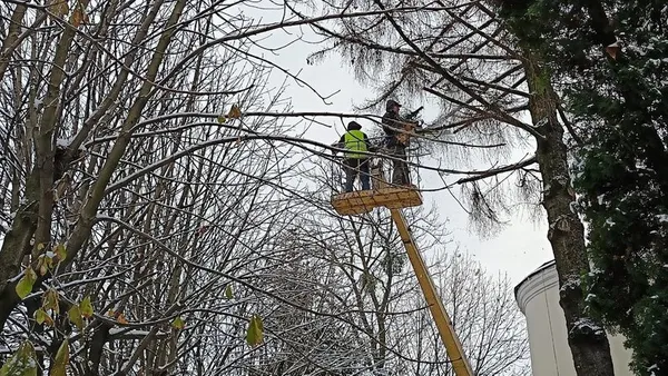 У Луцьку родини почали безплатно отримувати деревину (відео)
