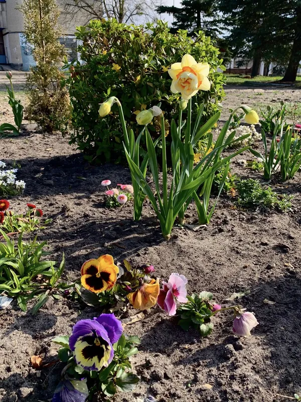 🌷Висадила тисячу тюльпанів: як квітникарка роками змінює Шацьк (фото)