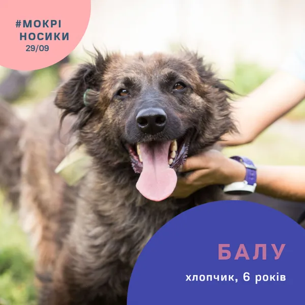 Безпритульні собаки у всій красі: показали учасників фестивалю «Мокрі носики» (фото)