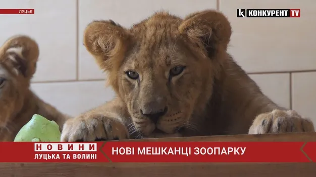 Буде прайд: у Луцький зоопарк привезли левенят (фото, відео)