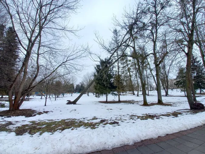 Небезпечне дерево у Центральному парку може впасти на людей (фото)