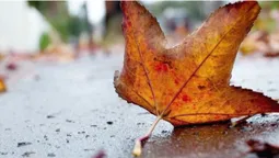 Холодно, але без дощу: погода в Луцьку на вівторок, 13 листопада