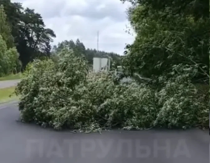 На Волині повалене дерево повністю перекрило трасу в напрямку Рівного (відео)