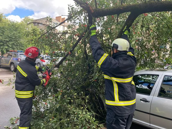 У Луцьку на припарковане авто впало велике дерево (фото)