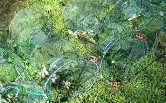 На Волині визволили десятки раків із незаконних ятерів (відео)