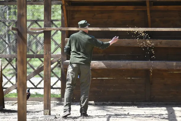 У волинських лісах ростуть «чистокровні горохівські фазани» (фото)