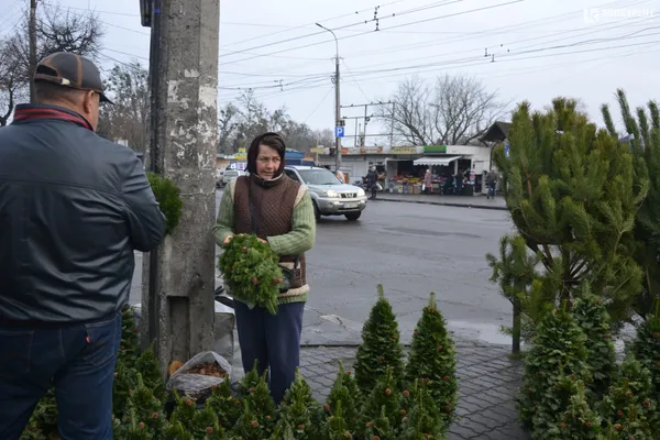 Ялини, сосни та карпатські ялиці: скільки коштують живі дерева на Старому ринку