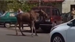 У Шацьку заблукав переляканий лось (відео)