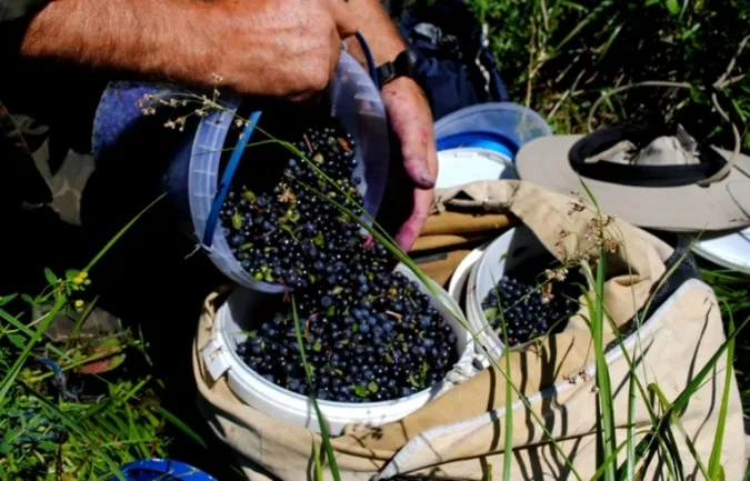 Фіскали нагадують волинянам про податки на «чорничний бізнес»