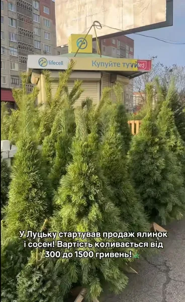 У Луцьку вже продають живі ялинки і сосни (ціни)