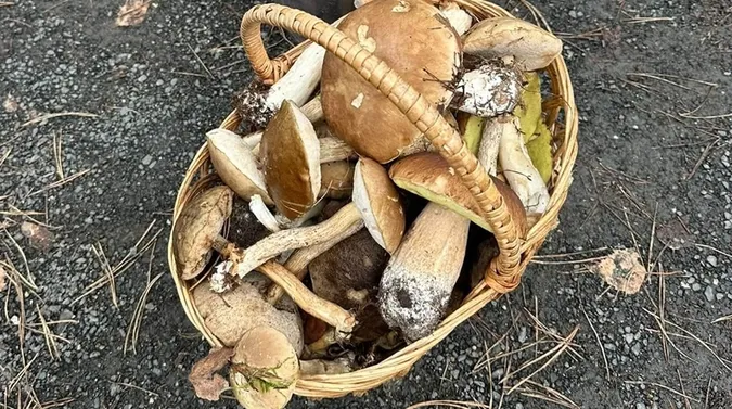 Ледь вмістилися у кошики: на Маневиччині показали грибний врожай (фото)