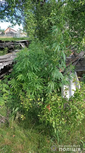 На городі у волинянина знайшли понад 150 рослин коноплі (фото)