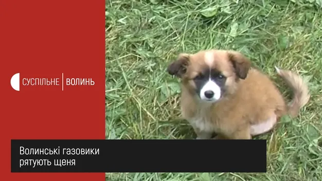 Втрапило під машину: луцькі газовики рятують тримісячне цуценя (фото, відео)