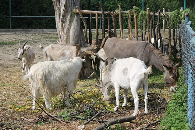 Енергетики зробили подарунок мешканцям Луцького зоопарку (фото)