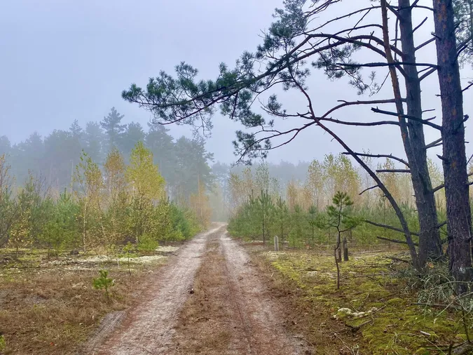 Тихенько підкралась осінь: чарівні світлини волинського лісу (фото)