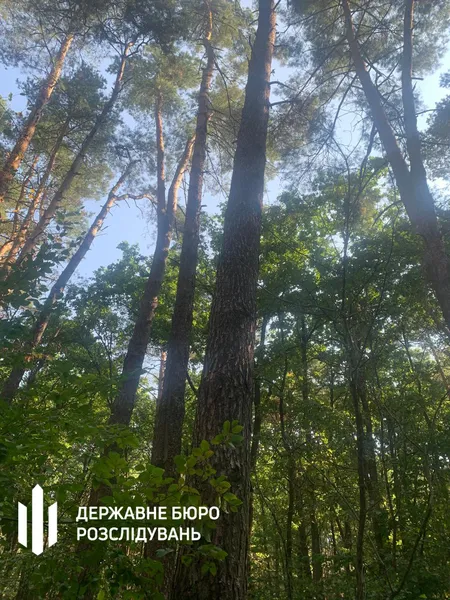 На Волині лісівники планували незаконну вирубку дерев на мільйони гривень (фото)