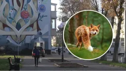 Дикі лисиці у центрі Луцька: чи є небезпека для містян (фото, відео)