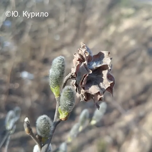 Таємниця «відьминих квітів»: як на вербах Волині з'являються дивні «троянди» (фото)