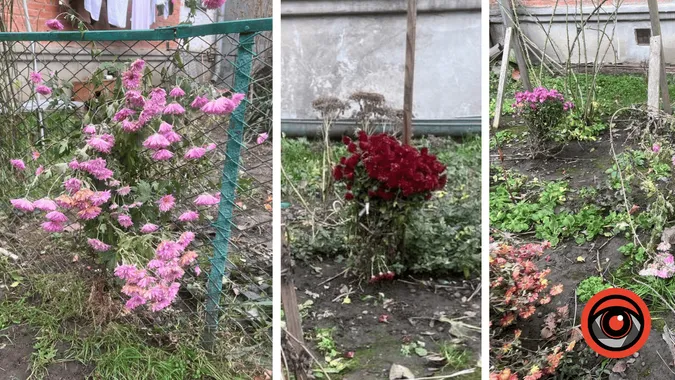 На Прикарпатті у грудні квітнуть троянди (фото)