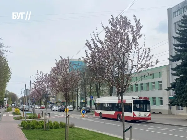 Рожевий цвіт на проспекті Волі: у Луцьку розпочався сезон сакур (фото)