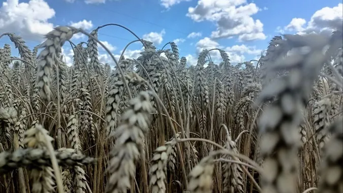 «Повітряні тривоги заважають працювати»: в яких умовах на Волині збирають врожай