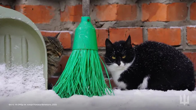 🐈Пухнасті муркотики з волинської бригади попозували для мімішних фото