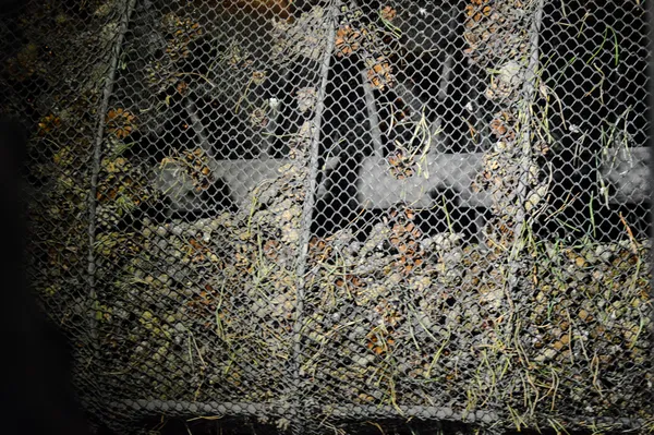 В сушці шишки помалу обертаються і переміщуються за спіраллю, потрапляючи до підсушки. Загалом під впливом високої температури вони знаходяться 16 годин.