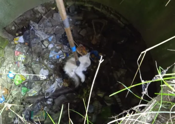 З оглядового колодязя на околиці Луцька врятували кошеня (фото, відео)