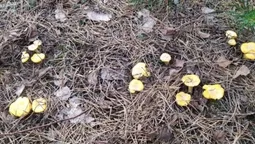 Після дощів у лісах Полісся масово з'явилися лисички: де саме (фото)