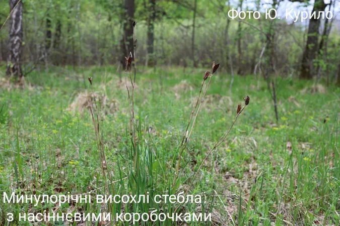 На Волині масово зацвіла червонокнижна квітка (фото)