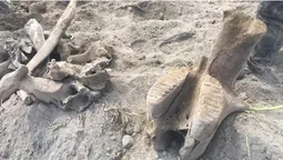 Слон у кукурудзі: у Туреччині знайшли скам’янілий скелет тварини (фото)