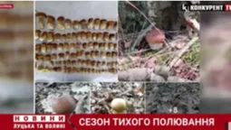 За скільки у Луцьку продають гриби та де їх збирають (відео)