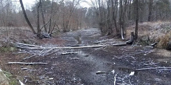 Що приховує лісова водойма Запрєтка неподалік Луцька (фото)