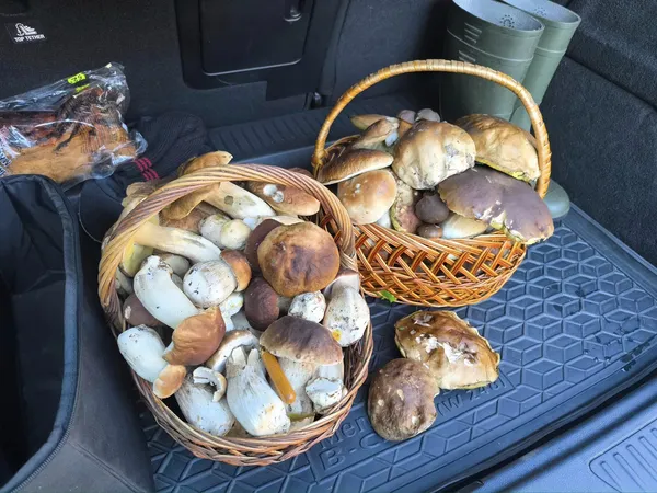 На Маневиччині, попри заморозки, збирають повні кошики грибів (фото)