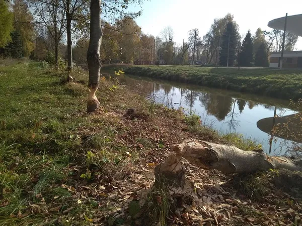 До реконструкції луцького парку долучилися бобри (фото)