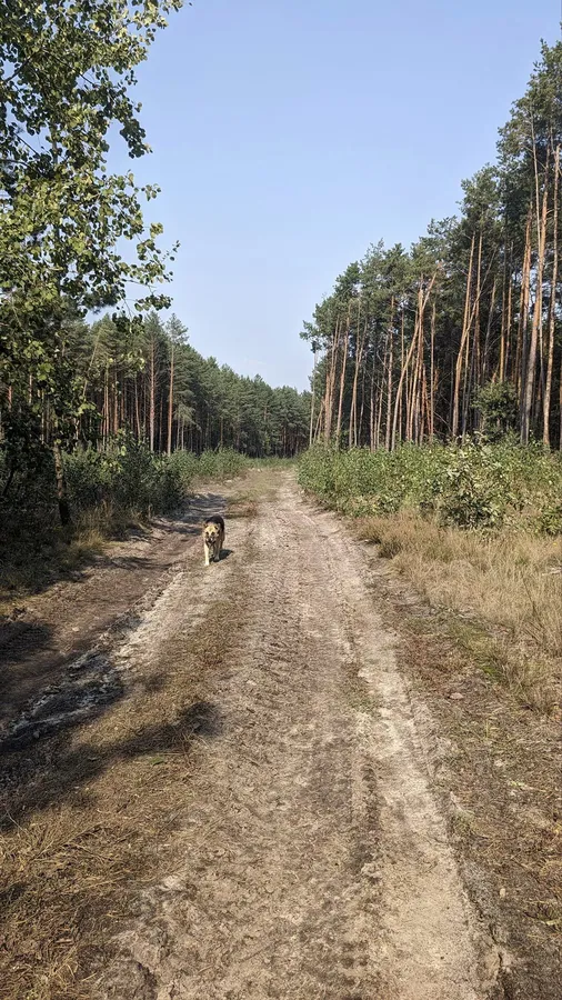 Заради цього варто йти: що збирають в лісі на Любомльщині (фото)