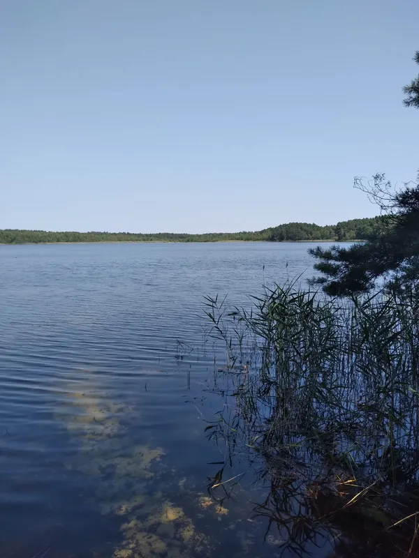 Заховалось серед соснового лісу: показали світлини мальовничого озера Згоранське (фото)