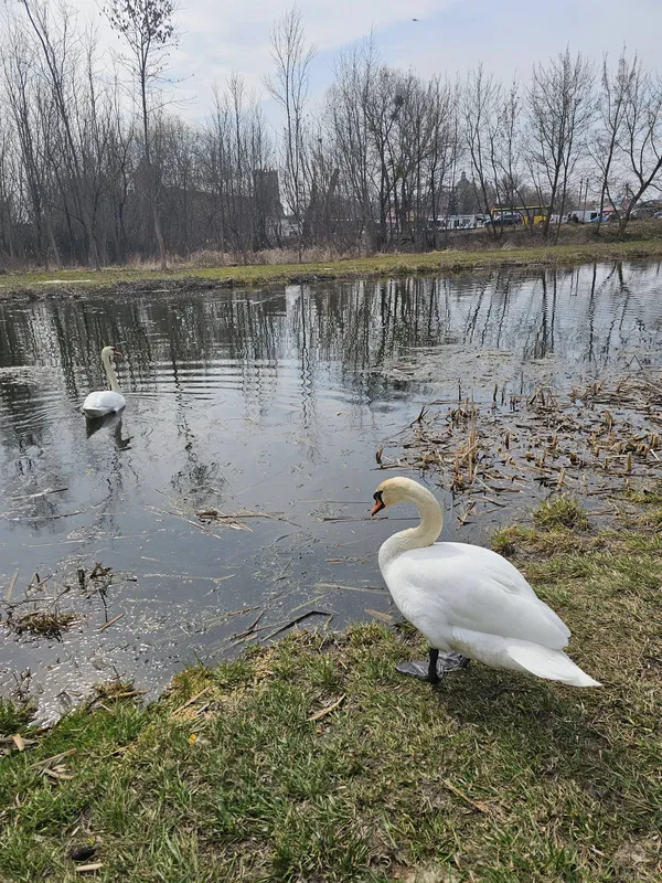 🦢«Лебеді кохання» оселилися у центральному парку Луцька (фото)