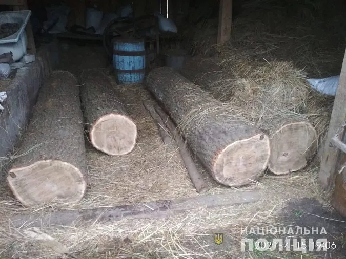 На Волині чоловік незаконно зрубав дуб і граб (фото)