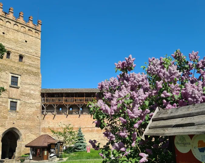 Цвітуть кульбабки і бузок: травень біля стін Луцького замку (фото)