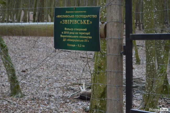 У Воротневі розстріляли сім ланей (фото 18+, оновлено)
