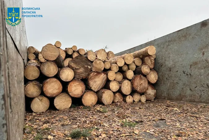 Знищили понад 1100 дерев: на Волині викрили організовану групу крадіїв лісу (фото)